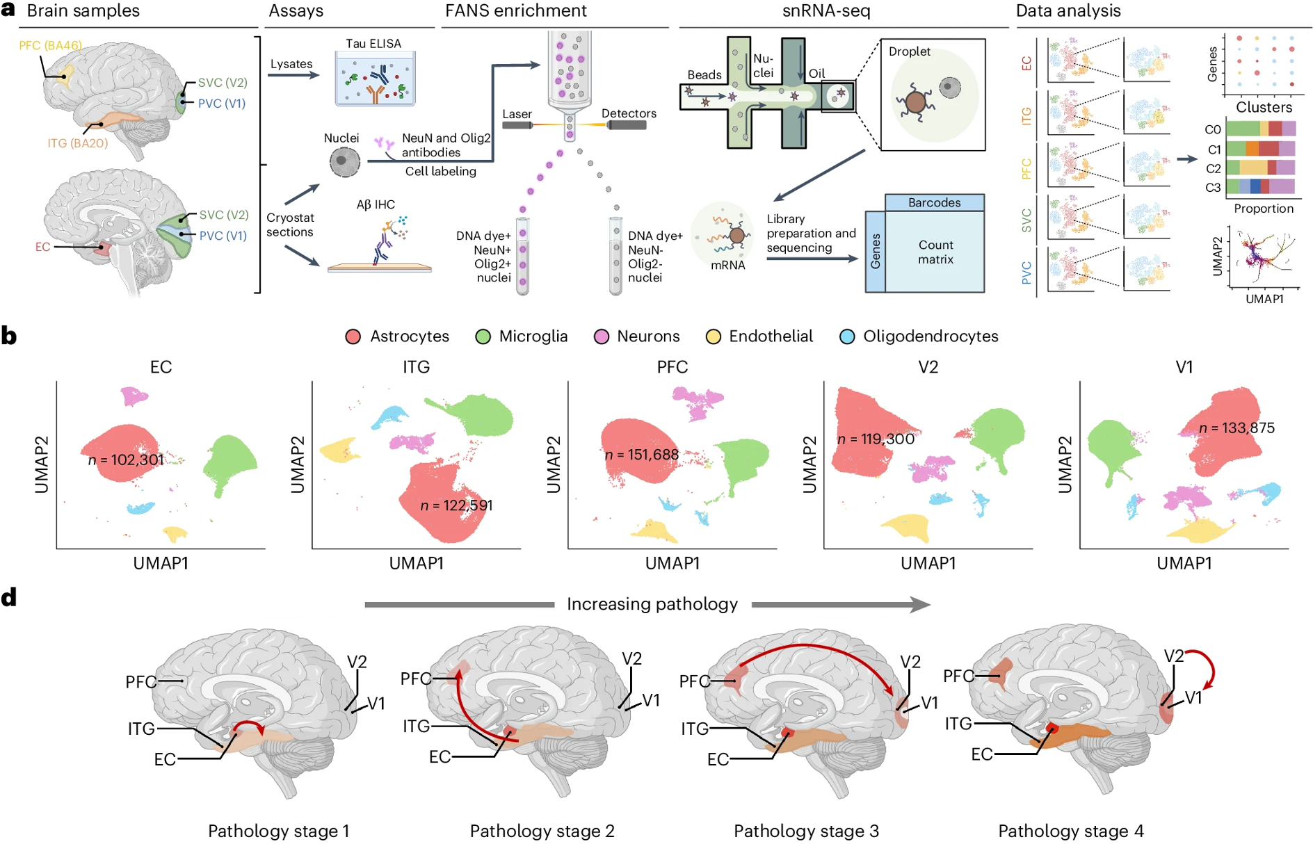 2024_natneuro_fig.png