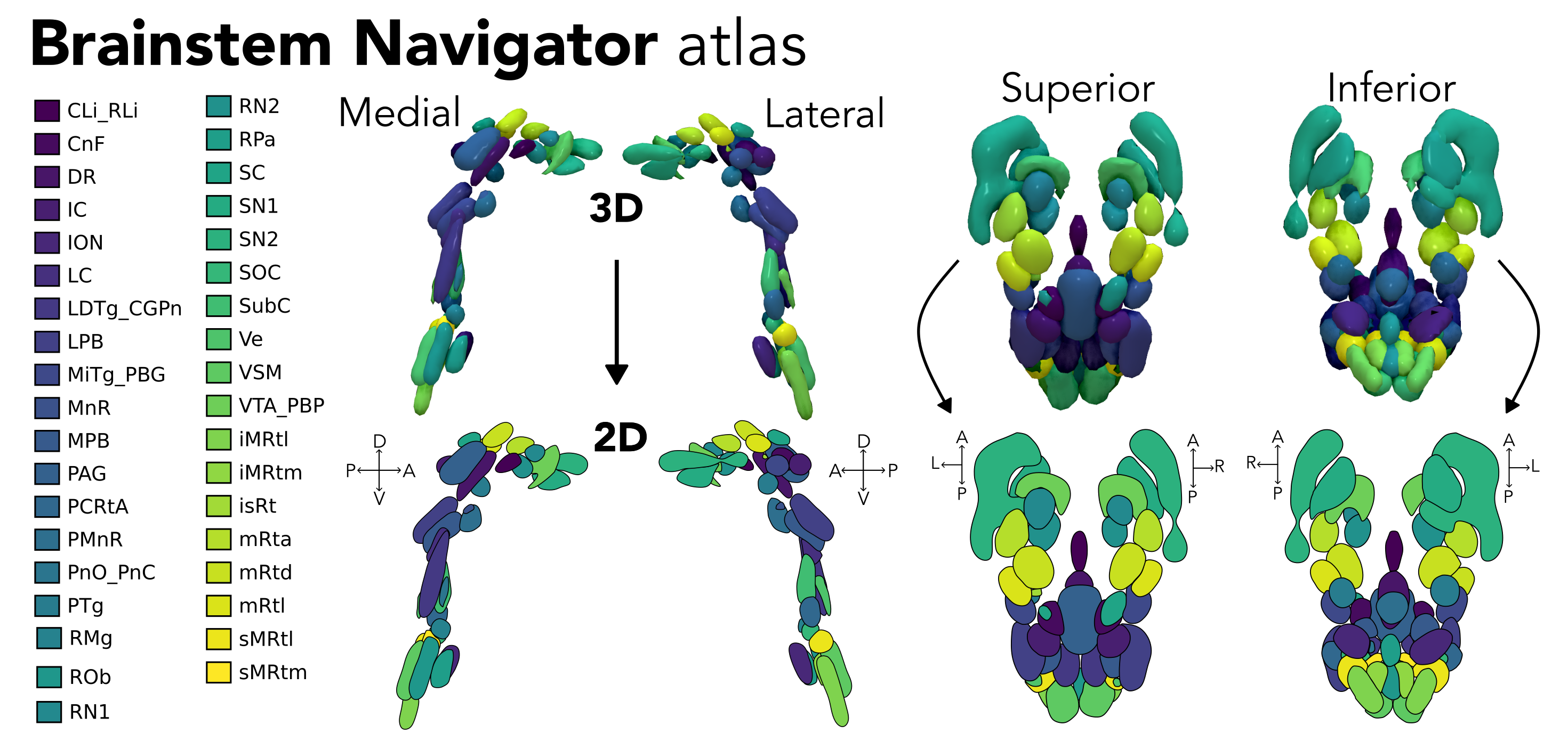 Brainstem Navigator atlas information