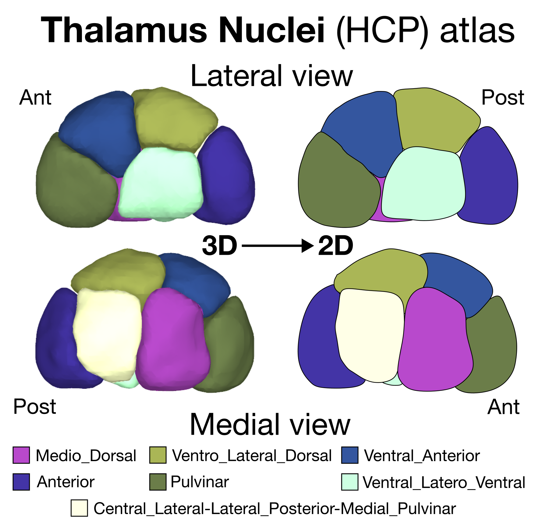 Thalamus Nuclei (HCP) atlas