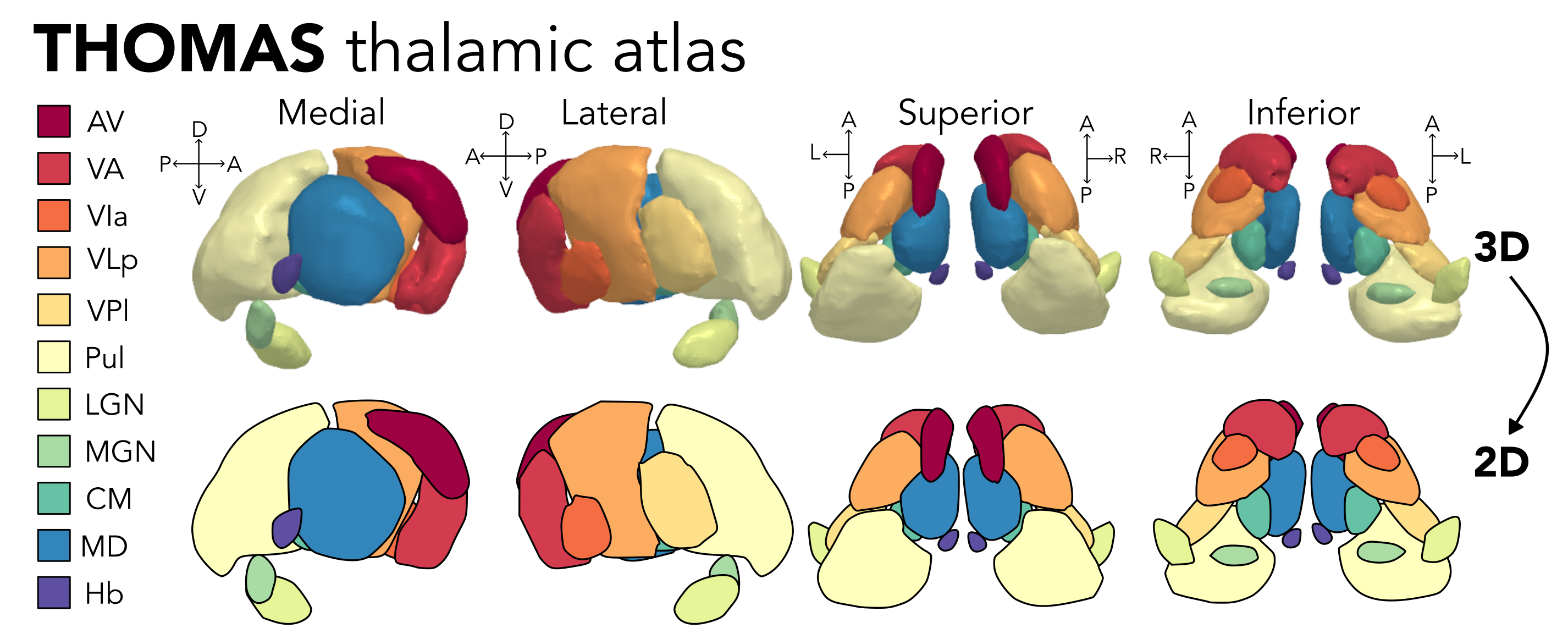 THOMAS thalamus nuclei information